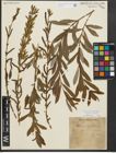 Foto von Salix purpurea L.